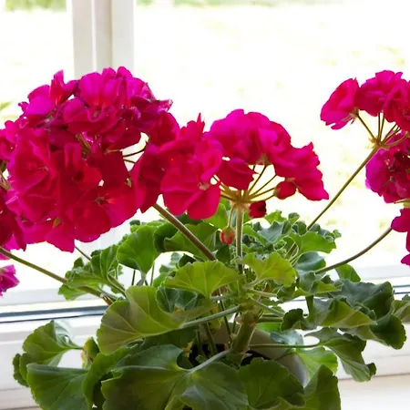 Kirkvollen Pilegrimsgard 3* Tydal